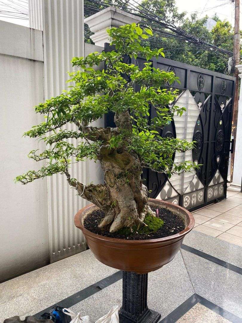 Bonsai Anting Putri: Keindahan Tanaman Hias Mini dengan Bunga yang Menawan