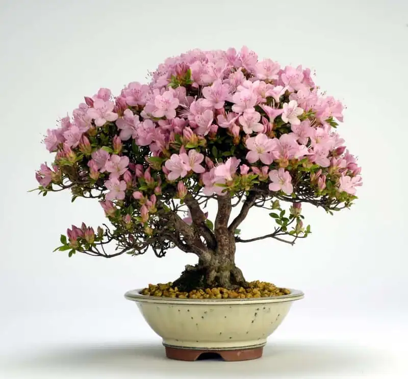 Bonsai Azalea: Keindahan Bunga Berwarna Cerah dalam Miniatur yang Memikat