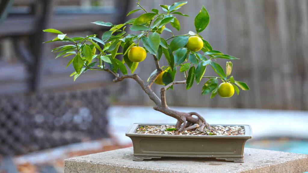 Bonsai Lemon: Keindahan Pohon Buah Mini dengan Aroma Segar yang Memikat