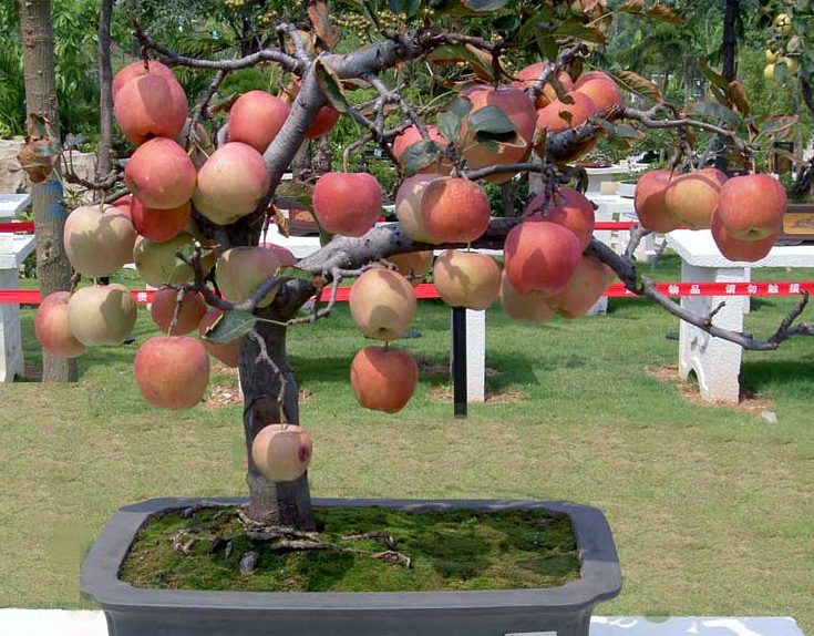 Bonsai Apel: Keindahan Pohon Buah Mini dengan Sentuhan Estetika