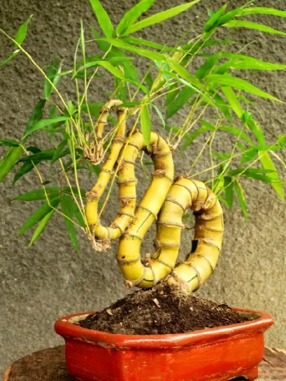Bonsai Bambu: Seni Miniatur Pohon Bambu yang Elegan dan Menenangkan