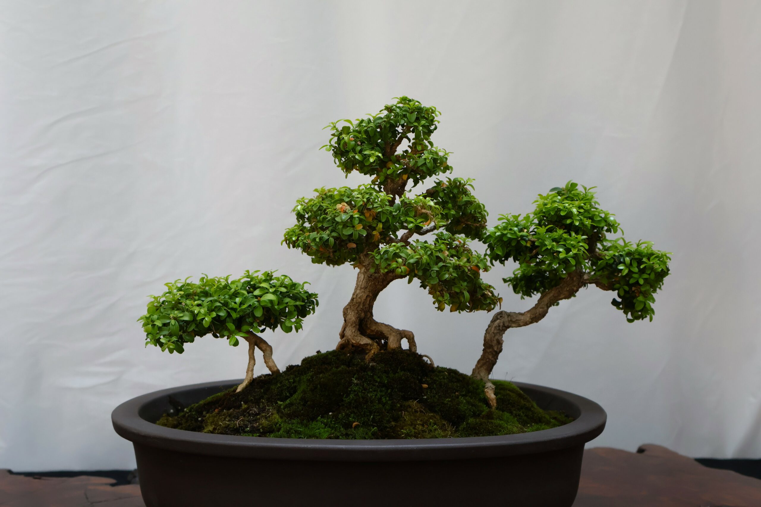 Bonsai untuk Pemula dari Missouri Botanical Garden