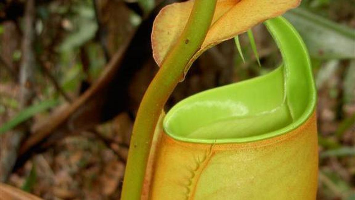 https://reedsmootasc.com/cadariensis-fern-pakis-langka-yang-hanya-ditemukan-di-beberapa-wilayah/