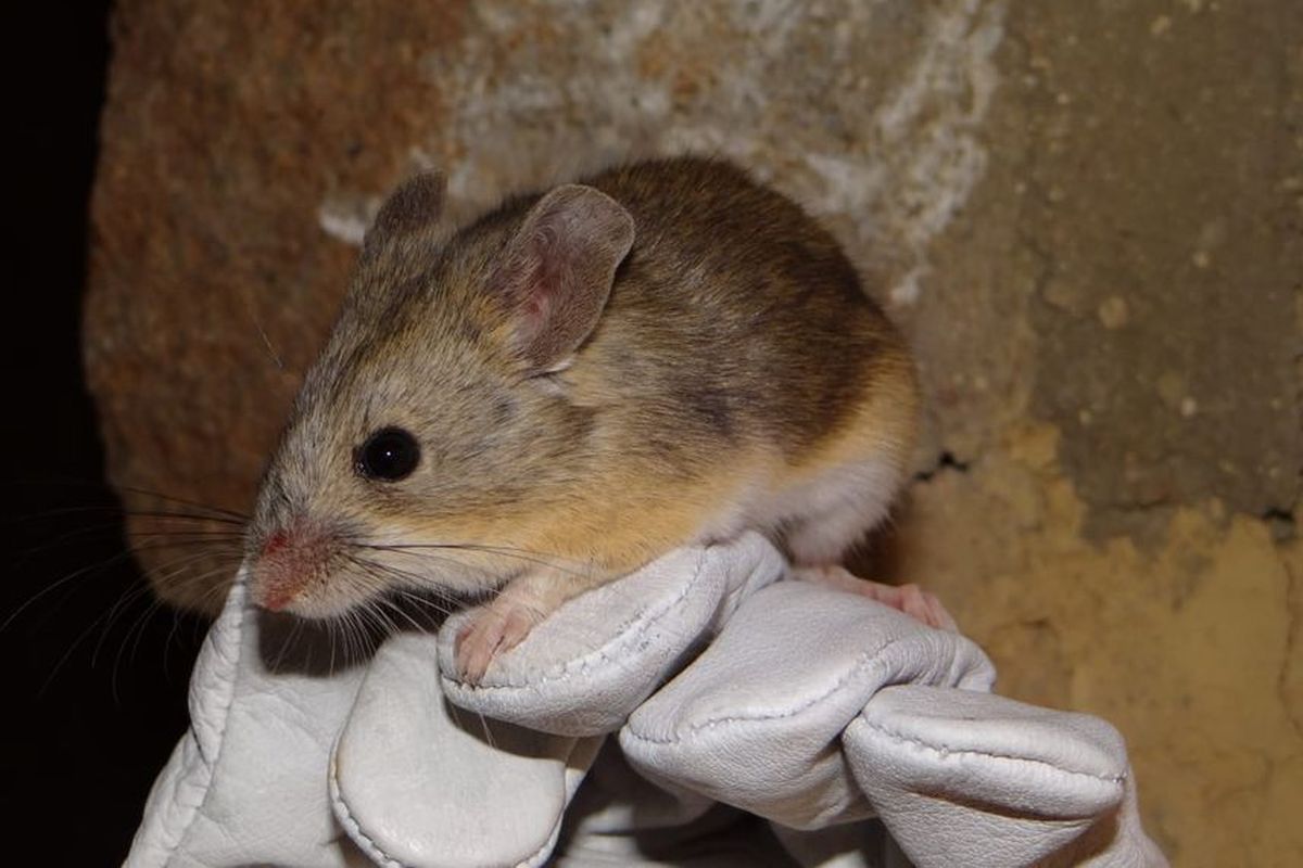 tikus gunung lyell yang pemalu baru terpotret usai teridentifikasi seabad lalu