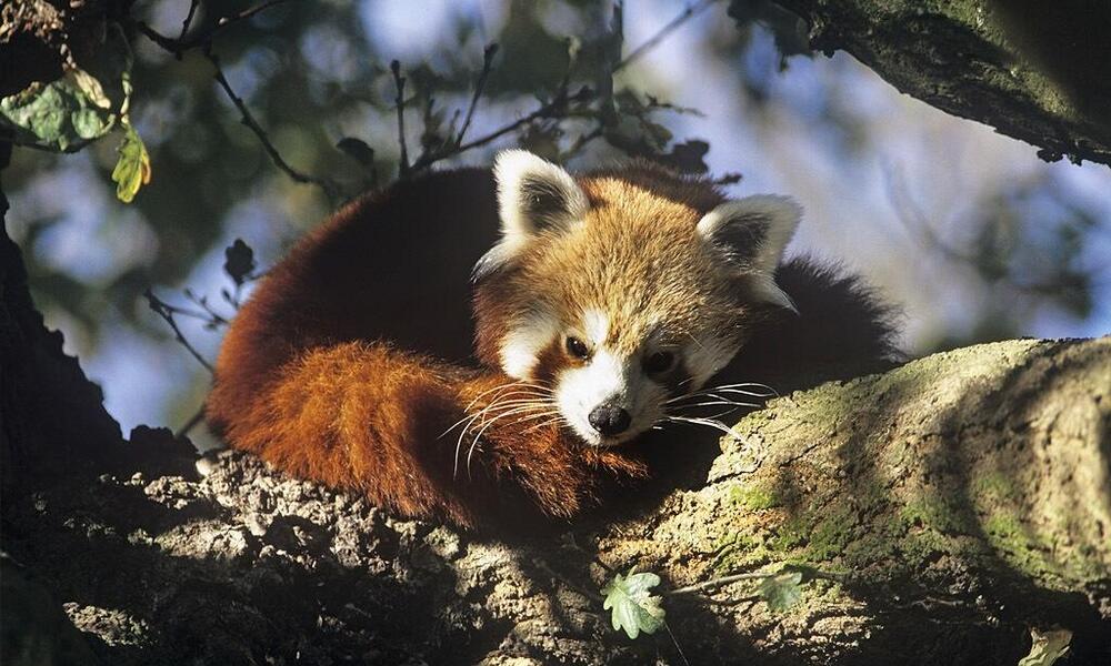 Kenapa Panda Merah Sulit Berkembang Biak di Penangkaran?