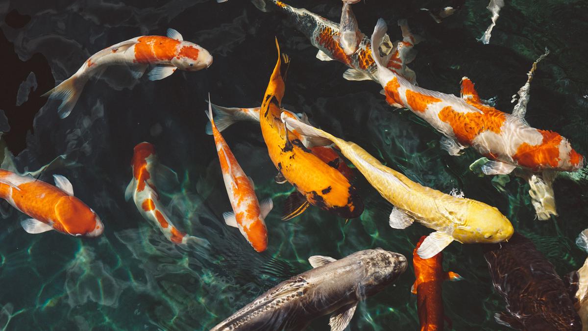 Penyakit Umum pada Ikan Koi dan Cara Mengatasinya