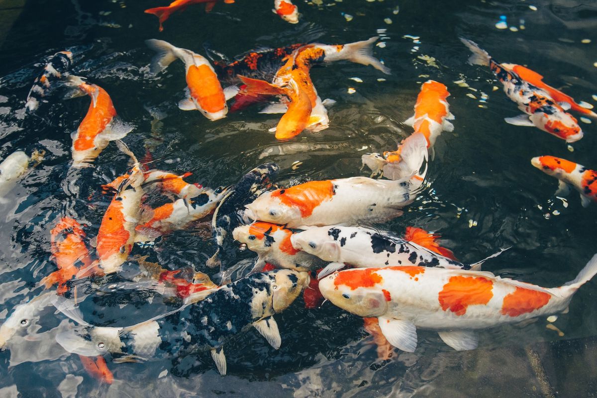 Koi Kohaku, Taisho Sanke, dan Showa Sanshoku: Apa Bedanya?