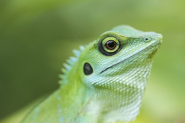 Apa yang Dimakan Kadal? Ini Pola Makan Reptil Lincah Ini