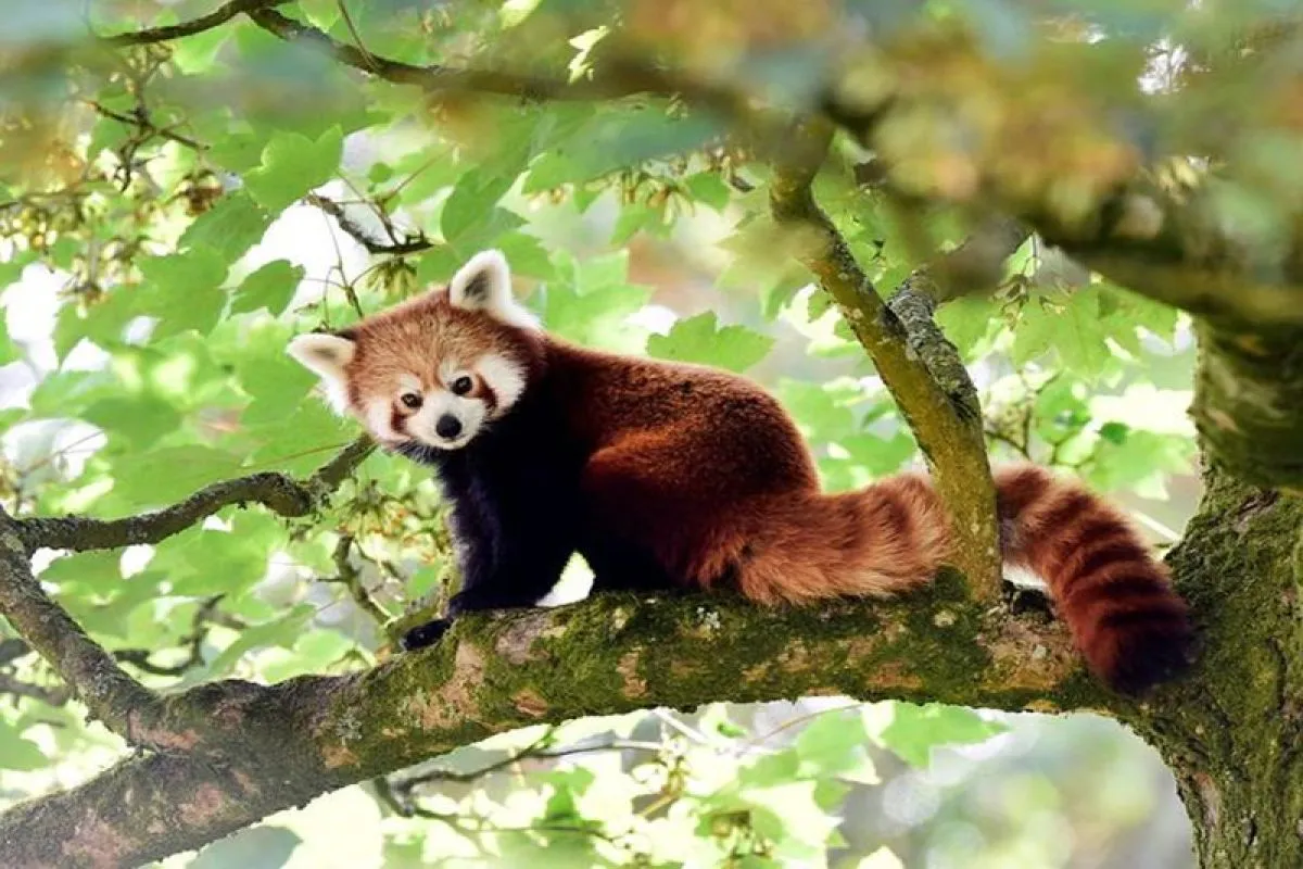 Perbedaan Panda Merah dan Panda Raksasa yang Jarang Diketahui
