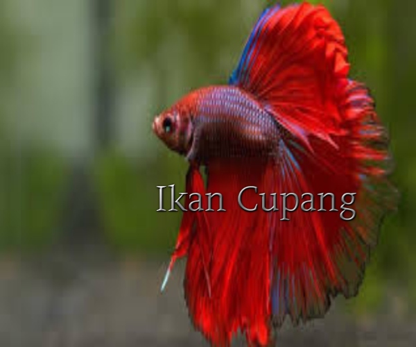 Cupang Hellboy: Si Petarung Berwarna Merah Menyala