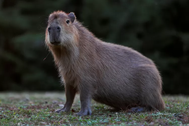 Capybara dan Gaya Hidupnya: Hidup Tenang di Tengah Alam