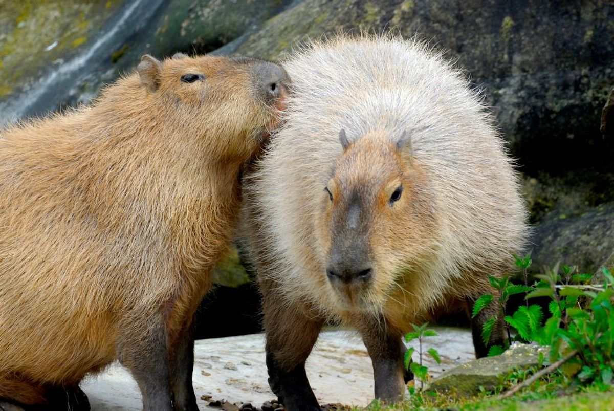 Capybara dan Air: Mengapa Mereka Suka Berendam Sepanjang Hari?