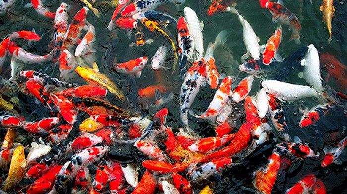 Koi Show: Ajang Pamer Pesona Ikan Hias Terbaik