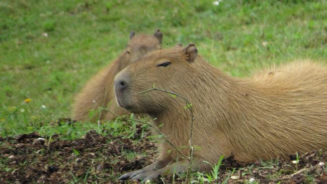 Apakah Capybara Bisa Dipelihara di Indonesia? Ini Hal yang Perlu Diketahui